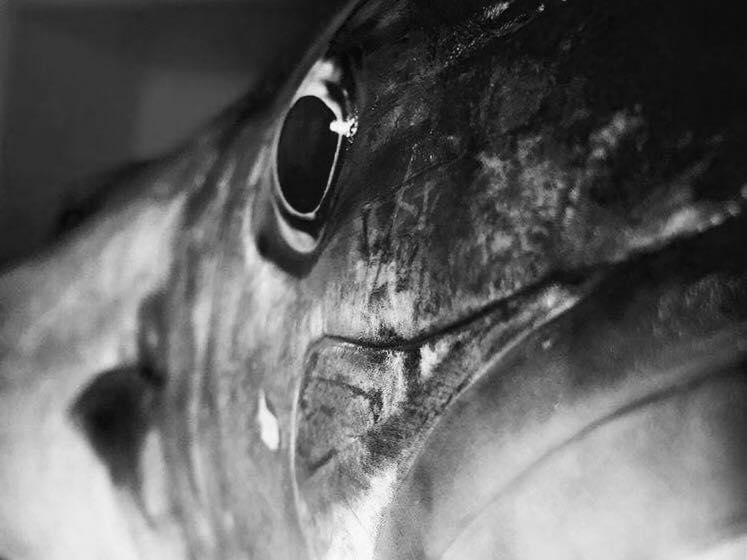 Lofish Party #1