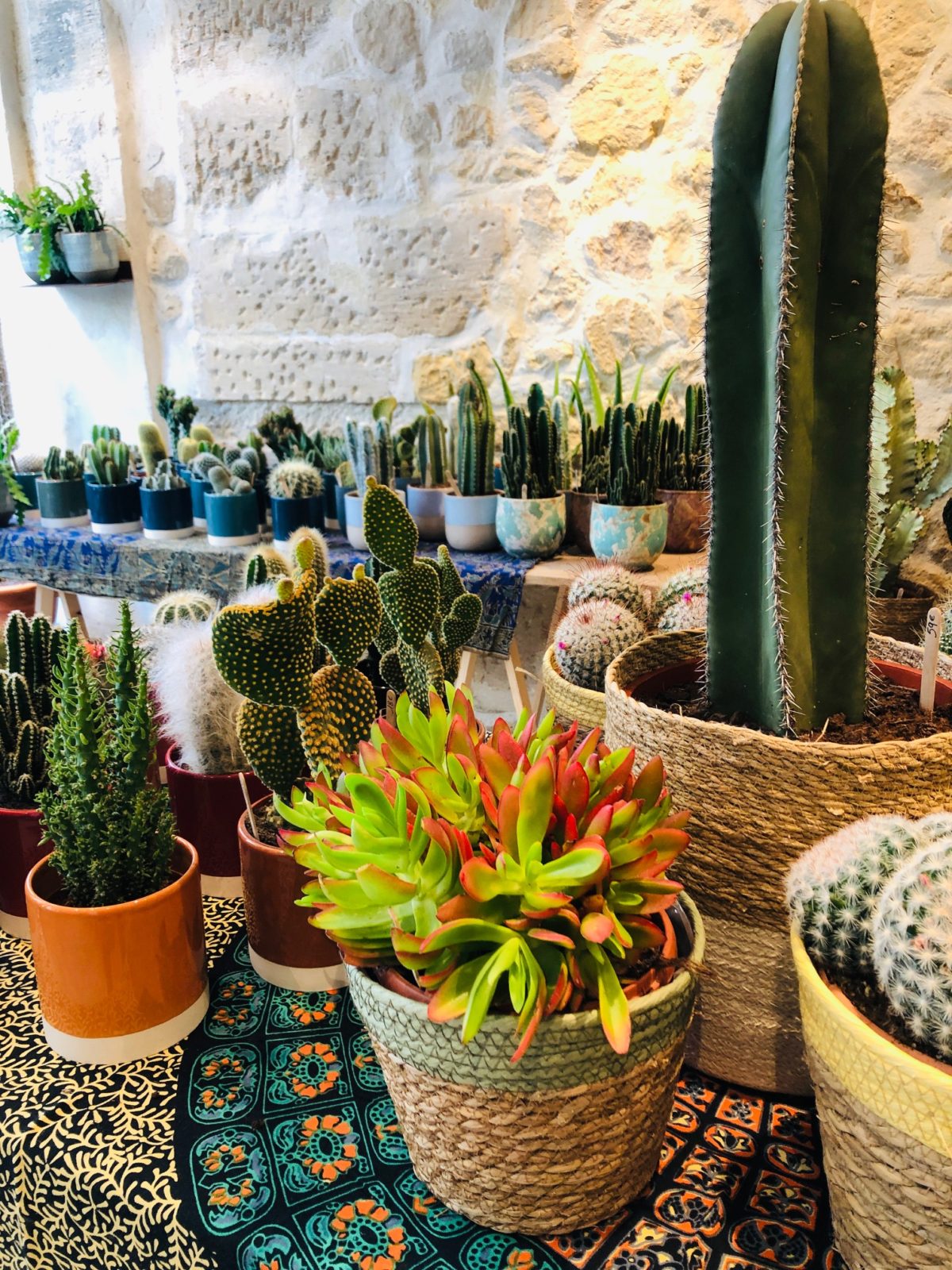 Cactus Follies